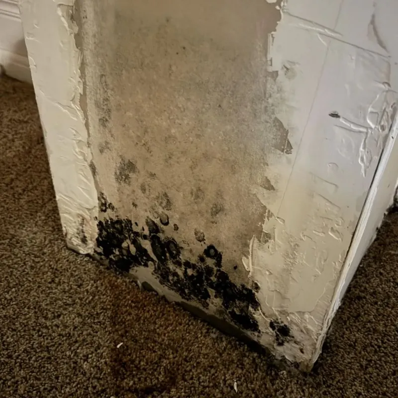 Professional Mold Removal in Martinsville, VA